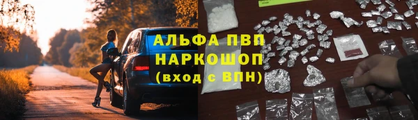 прущие грибы Пересвет