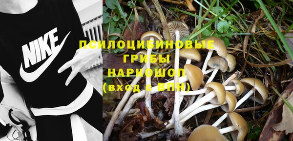 прущие грибы Пересвет